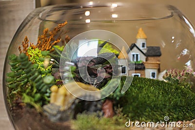 Small decoration plants in a glass aquarium garden terrarium forest in a jar. Terrarium jar with piece of forest with self ecosyst Stock Photo