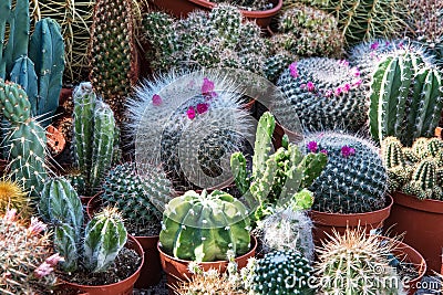 Small decorative cactus with bright flowers in cute little pots Stock Photo