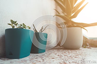 Small decorative plants on balcony Stock Photo