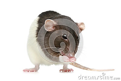 Small decorative rat Stock Photo