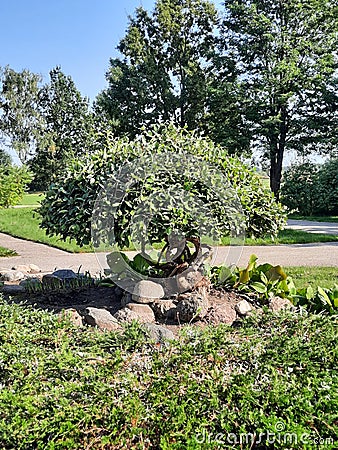 Small decorative willow tree Stock Photo