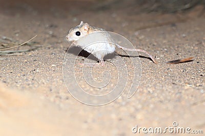 Small desert jerboa Stock Photo