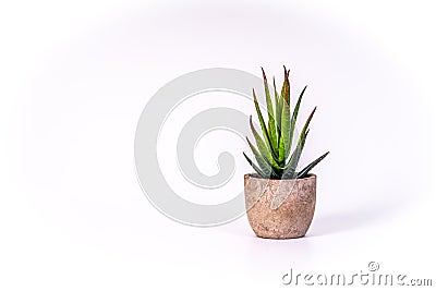 Small desert plant in a flower pot made of wood Stock Photo