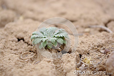 Small Desert Plant With Little Critter Stock Photo