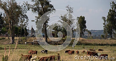 Small Devon cattle farm in the interior of Brazil Stock Photo