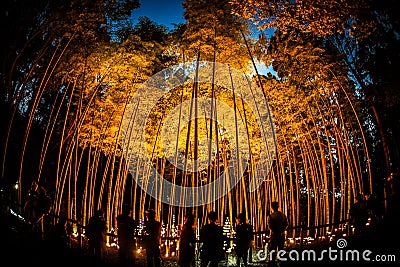 Small-diameter light-up of the bamboo grove small desk Castle forest of citizen Stock Photo