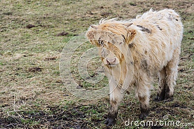 A small, dirty, very hairy and matted calf of a highland cattle stands on a dry meadow in the swamp and looks into the camera Stock Photo