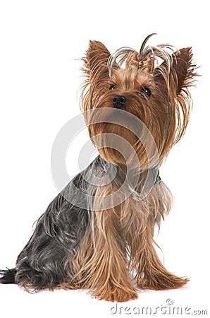 Small dog Stock Photo