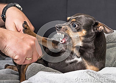 Small dog aggression Stock Photo