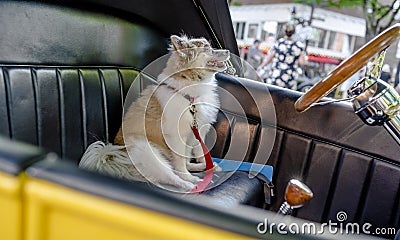 Small dog as a true defender guarding the retro car of his owner Stock Photo