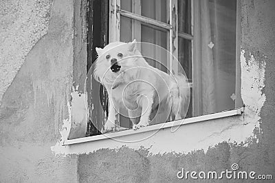 Small dog barking in window Stock Photo