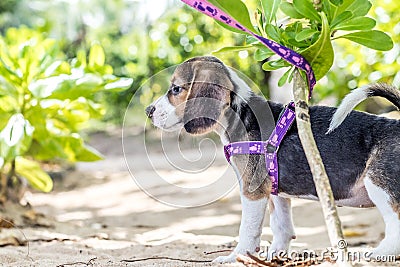 Small dog, beagle puppy playing on beach of tropical island Bali, Indonesia. Stock Photo