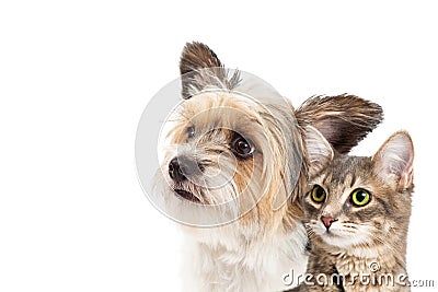 Small Dog and Cat Together Closeup Stock Photo