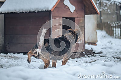 a small dog at the dog kennel doing its physiological needs, peeing Stock Photo