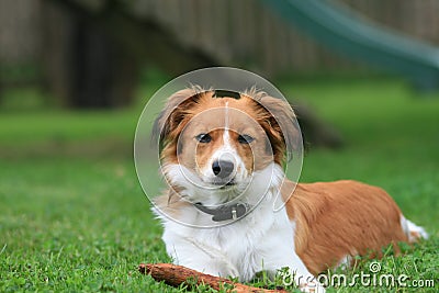 Small dog in the grass Stock Photo