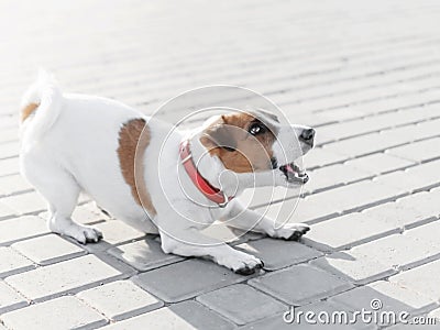 A small dog jack russell terrier in red collar running, jumping, playing and barking on gray sidewalk tile at sunny Stock Photo