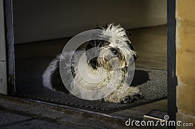 Dog laying in doorway Stock Photo