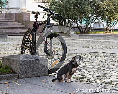 Small dog on a leash guards the bike Stock Photo