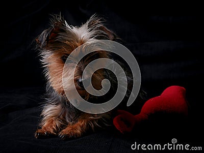 Cute dog lying on chair with red plushy heart-shaped toy Stock Photo
