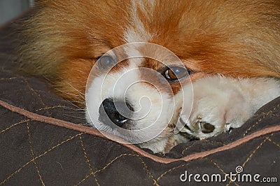 The dog is lying in a sunbed. a pet. German spitz, Pomeranian. Stock Photo