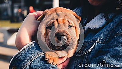 Small dog with owner Stock Photo