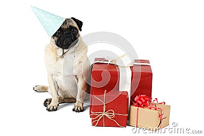 A dog of the pug breed in a festive paper cap, sitting with a serious look near the boxes with gifts. Isolated. Stock Photo