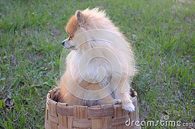 small dog red spitz looks away, minimalism Stock Photo