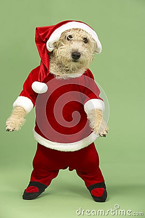 Small Dog In Santa Costume Stock Photo