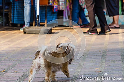 A small dog standing bravely. Stock Photo