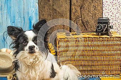 Small dog summer holidays Stock Photo