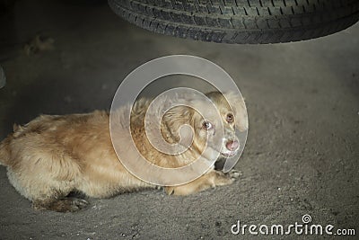 Small dog under car. Dog of red hair. Pet hid under wheel Stock Photo