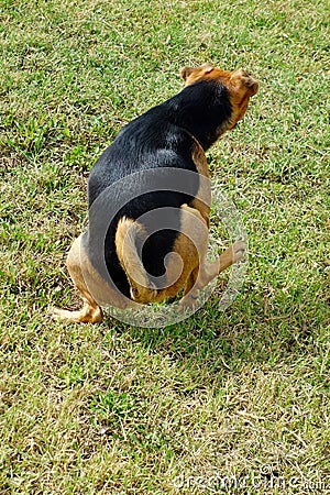 Small Dog Urinating Grass Stock Photo