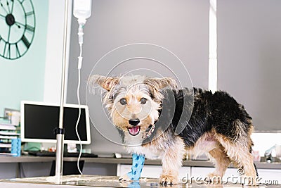 Small dog in a veterinary center with a saline droper put on the paw Stock Photo