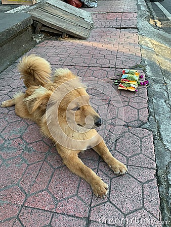 Small dog wander pose on sidewalk in Ubud Bali Stock Photo