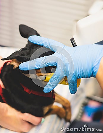 Small dog wearing duck mouth muzzle examined at vet station, veterinarian holding small black dog and checking her eyes, pet Stock Photo