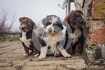 Small dogs and a cute cat play together outside in the yard. Stock Photo