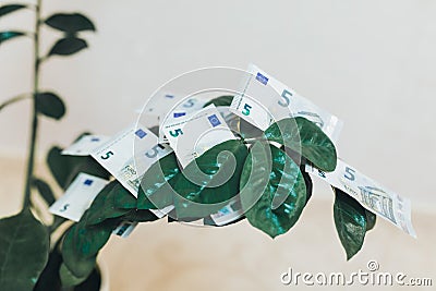 Small dollar tree is growing in a white pot standing in a white room. Concept of money investment and an income growth. Mock up Stock Photo