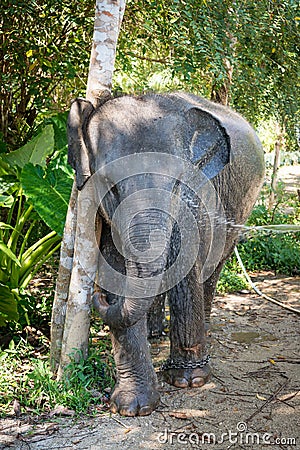 Small domestic asian elephant take a bath Stock Photo