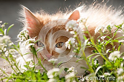 Small domestic cat in the garden Stock Photo