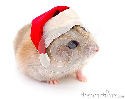 Small domestic hamster Stock Photo