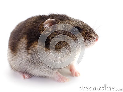 Small domestic hamster Stock Photo