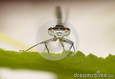 Small dragonfly Stock Photo