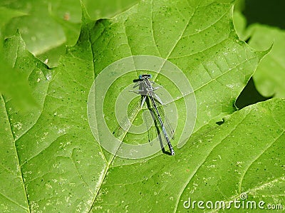 Small dragonfly on green leaf, Lithuania Stock Photo