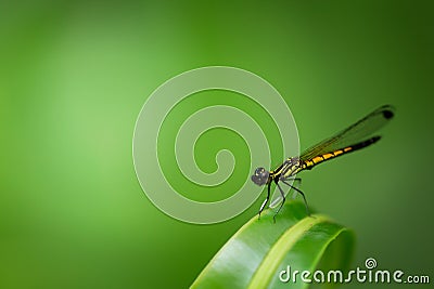 Small dragonfly with green nature quiet silence atmosphere Stock Photo