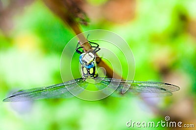 Small dragonfly on hand Stock Photo