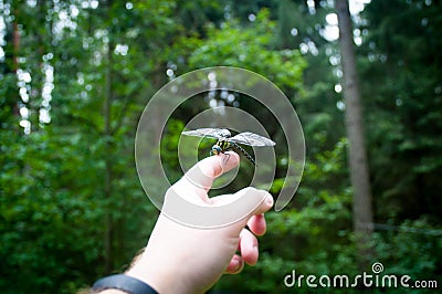 Small dragonfly on hand Stock Photo