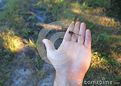 Small Dragonfly landing on my hand. Stock Photo