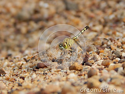 Small Dragonfly Stock Photo