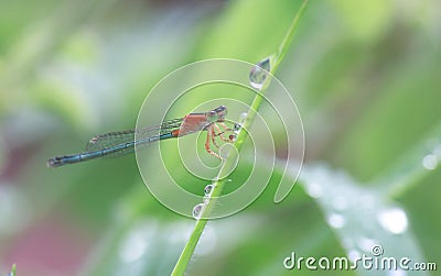 Small dragonfly water droplets Stock Photo