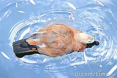 A small duck on the pond. Bird in the water. Multicolored feathered duck Stock Photo